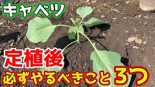 【キャベツ】失敗しないために大切な、定植後に必ずしてほしいこと3つ紹介します。【家庭菜園】