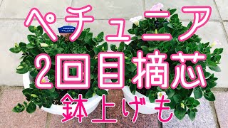 『ガーデニング』7  大人気！ペチュニア2回目摘芯、10号鉢に鉢上げです😊