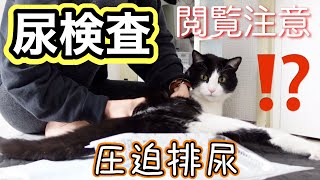 閲覧注意！猫の尿検査！オス猫の圧迫排尿