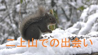 4k 二上山のニホンリス Ⅱ in snow