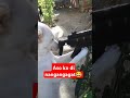 aso ko di nangangagat😂 hiluxdog doglover aspin ilokano funny ytshorts viral trend dog pets