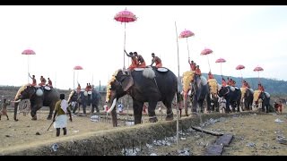 Uthralikavu Elephants Through Paddy Fields