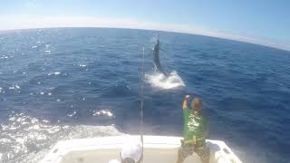 Xacara 750 pound blue marlin Azores 2017