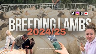 Breeding Lambs | mariawarne1124