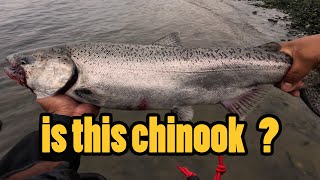 My first Chinook Salmon | Ambleside, West Vancouver