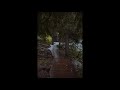 Forest Rain Meditation Relax Sleep 3 Hours Sound Video