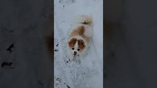 Pomeranian snow fun