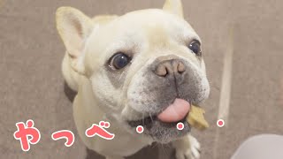 待てずに食べちゃった犬の運命やいかに・・・【フレンチブルドッグのおかか ZV-1 vlog】【frenchibulldog】328