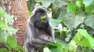 銀葉猴吃樹葉 Silvered leaf monkey eating leaves