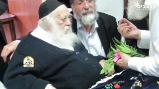 Rabbi Kanievsky blesses Cannabis for Passover - הרב קנייבסקי מכשיר צמח קנאביס לפסח