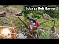 Paano kumuha ng Tuba sa taas ng Buli o Buri Palm? Alak sa Buli | TUBA HARVEST