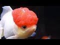 The Red Cap Oranda Goldfish