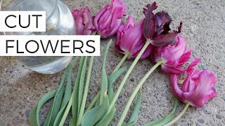 Using Tulips as Cut Flowers in a Vase: Tips and Tricks