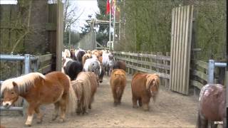 PonyParkCity Aankomst Pony's 2015