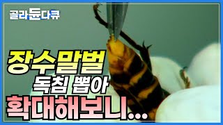 말벌 독에 숨겨진 비밀, 말벌 해부│꿀벌의 침과 말벌 침의 차이점│색상에 따른 말벌의 반응 비교│말벌과 인간은 공존할 수 있을까?│하나뿐인 지구│#골라듄다큐