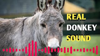 Amazing and Real Donkey sound.እውነተኛ የአህያ ድምፅ።