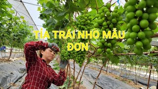 KỸ THUẬT TRỒNG NHO ( giàn chữ Y)TỪ A-Z PHẦN 16: Cách Tỉa trái nho mẫu đơn - LẦN 2
