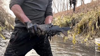 臭水沟里竟然摸出这么多大黑鱼和大鲤鱼，爽爆