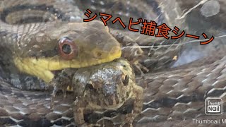 シマヘビ捕食シーン