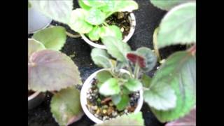 Seedlings Update - Smithiantha and Sinningia hybrids