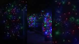 Zoo Christmas lights at the SA Zoo