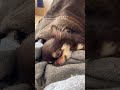 お腹の上で寝るチワワ😴💤 shorts こいぬ 仔犬 犬のいる生活 アニマル チワワ chihuahua いぬ 犬 dog ペット かわいい犬 animals