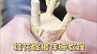 《桂花》嫁接详细技巧，看的懂更听的懂