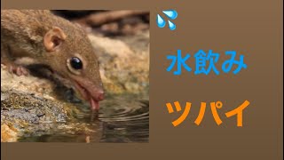 鳥くん野鳥動画（タイ）ツパイ水飲みTreeshrew