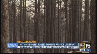 Nation's biggest forest thinning project underway