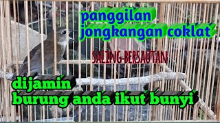 jongkangan coklat/cingcoang coklat suara panggilan jongkangan agar cepat gacor,pancingan jongkangan