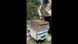 narenciye de karniyol arı , bal öncesi kontrol 20.04.2020 6+9 tekniği carnica bee honey