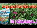 OBAT RONTOK bunga pacar air terbaik #impatiensbalsamina #bungapacarair