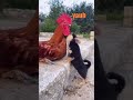 rooster vs dog