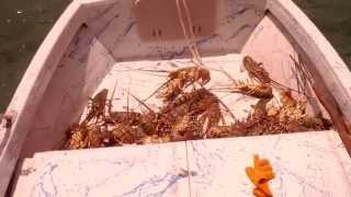 Crayfishing at Mabuiag Island