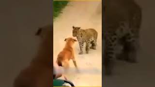 کتا چلا چیتے کا شکار کرنے پھر دیکھیں ہوا کیا #shortvideo