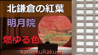 【鎌倉】北鎌倉の紅葉　燃ゆる12月　明月院