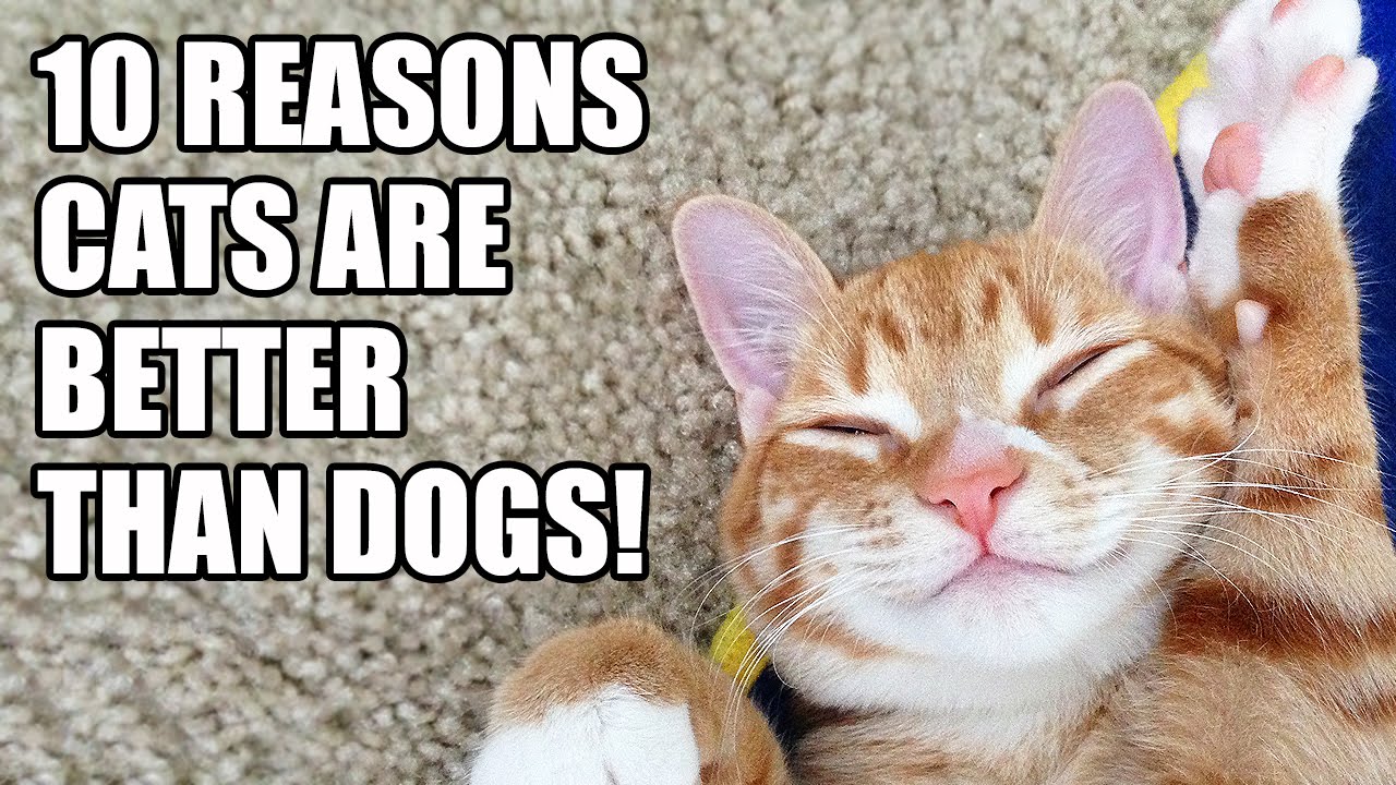 Cats Vs Dogs 7 Reasons Why Cats Are Better Than Dogs Kittysensations