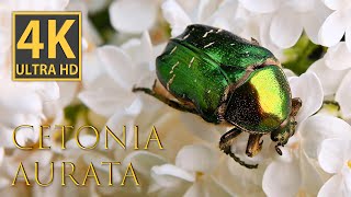 Beetle Cetonia aurata: A Fascination for Lilacs | 4K Macro Photography