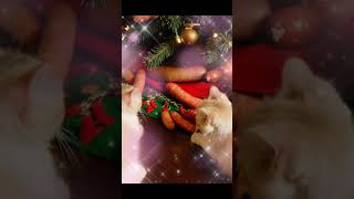 Christmas sausage decorations #christmas #decoration #sausage #kitten #kittens