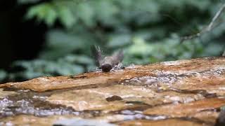 オオルリ幼鳥の水浴び