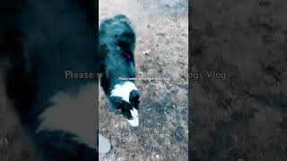 ⚫️ Black Dogs Vlog running in the wind #australianshepherd #dogshorts  @#BlackDogsVlog #goodmorning