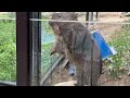 【wombat】立ち上がるフクちゃん 五月山動物園