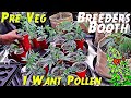 Breeders Booth | Pre Veg Action | I Want Pollen