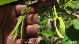 Detailed Guide: How to Pollinate Atemoya/Cherimoya/Annona Flowers