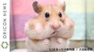 至福の3分間をお届け！ハム尻、もぐもぐリスに無条件降伏！写真展『まるっと小動物展』