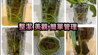 整潔 美觀 簡單菅理澆水（盆底沒洞 水苔種植）13-2-2022)