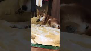 足の臭いを嗅ぐ柴犬