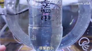 【水母开箱】小雪花！丨海月水母 幼年期【碟状体】