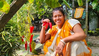 লাল লঙ্কার আচার বানানোর রেসিপি। मिर्ची का आचार।Red Chili 🌶️ Pickle Recipe। @Nilas_Kitchen #pickel