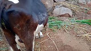 cows selling address Madakasira (M) kondampalli (V) ravi dairy form   one cow 110000 NO. 7075208562